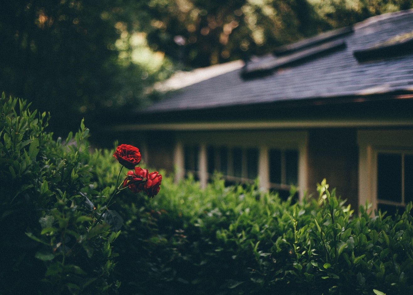 The flowers of a loved garden